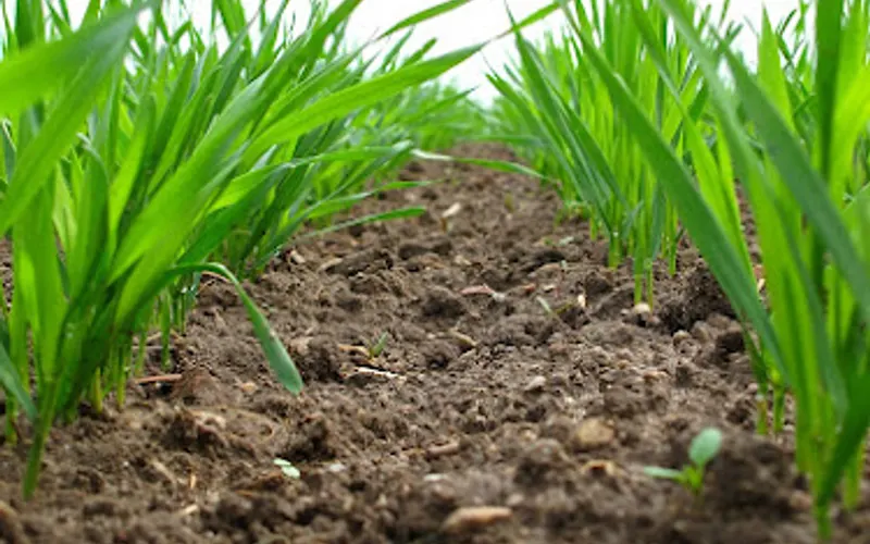 G. Madore Landscaping — Topsoil supplier