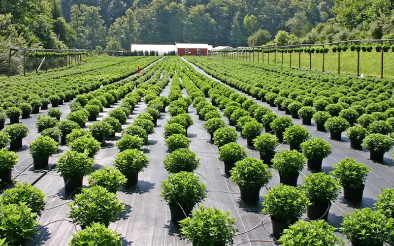 Kim's Greenhouse — Garden center