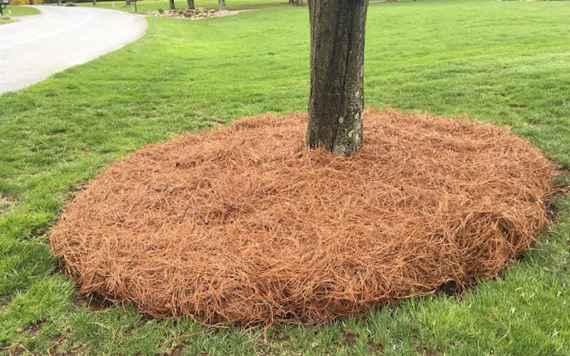 Paradise Pine Straw, LLC — Landscaper