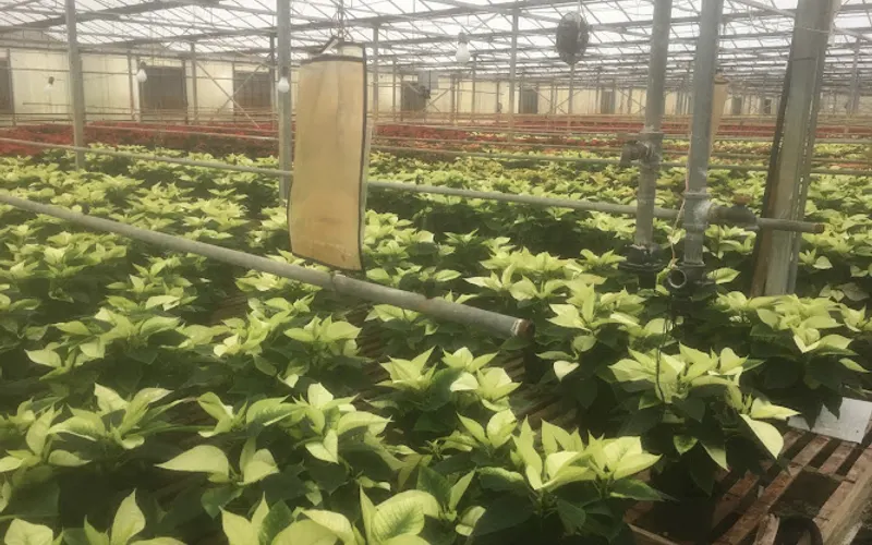 Cellurale Garden Center — Garden center