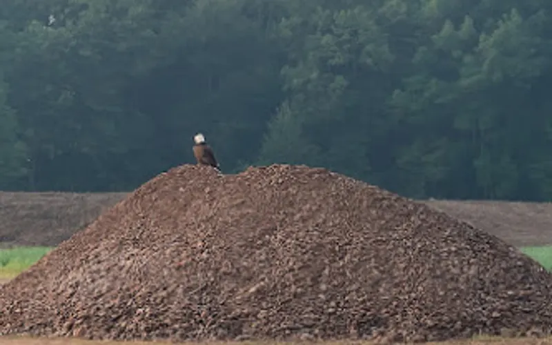 Maple Dirt — Topsoil supplier