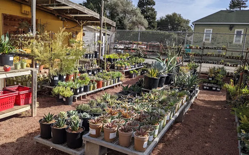 Cactus Jungle Nursery and Garden — Plant nursery