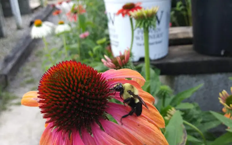 Cedar's Lawn & Garden Center — Garden center