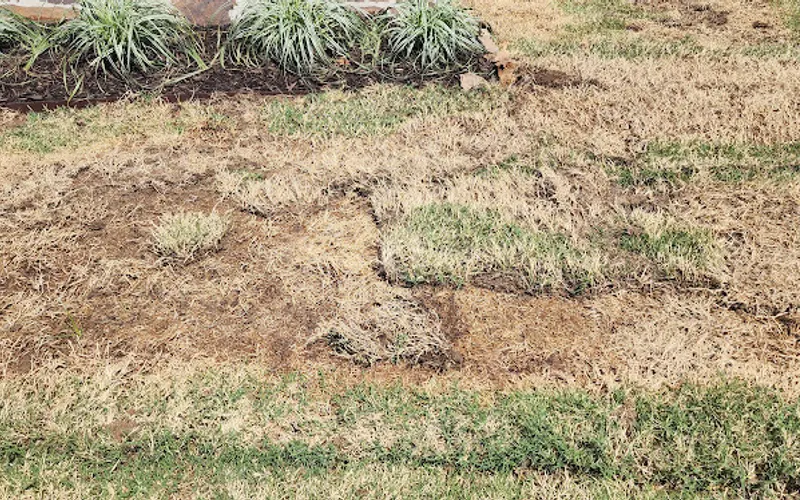 The Sod Hawg — Sod supplier