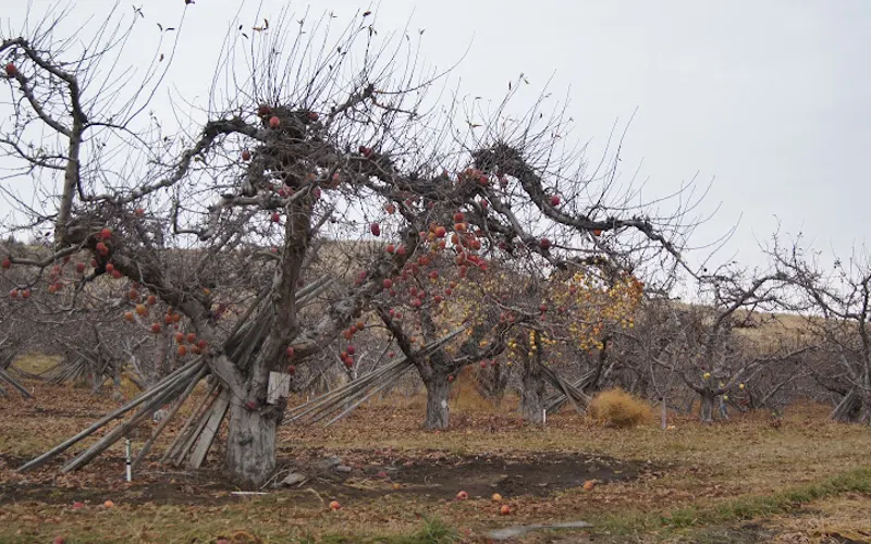 Dave's Apple Barrel Bark Co — Landscaping supply store