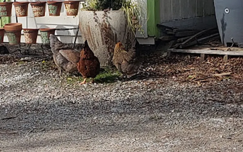 Sneed's Nursery — Plant nursery