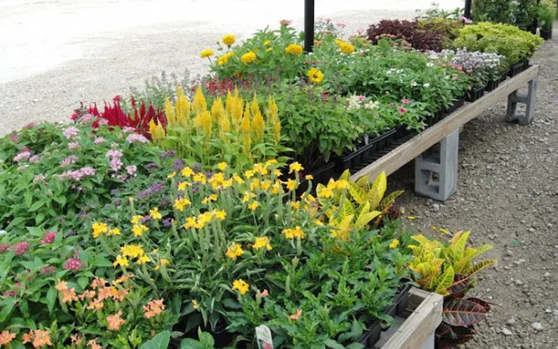 Plant Tech — Plant nursery