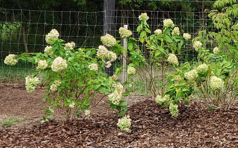 Ivy Nursery Inc — Plant nursery