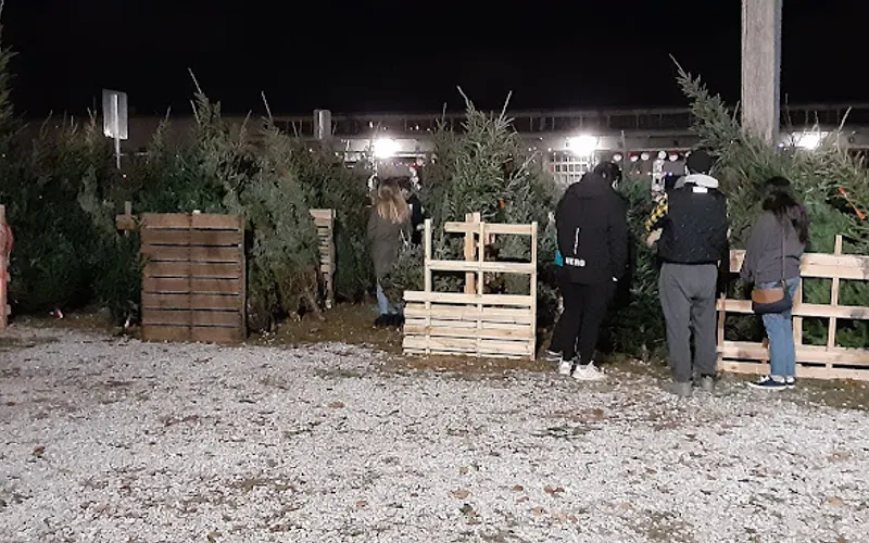 Taylor Christmas Tree Farm & Landsape — Christmas tree farm