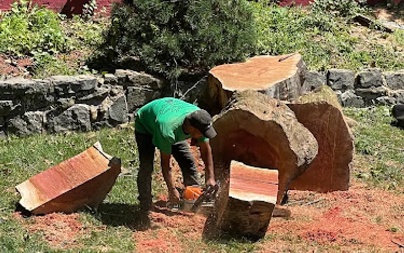 Holly Expert Tree Care Service Inc — Tree service