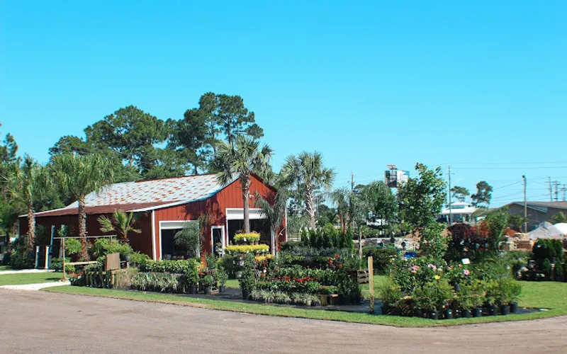 Panhandle Palm & Rock — Plant nursery