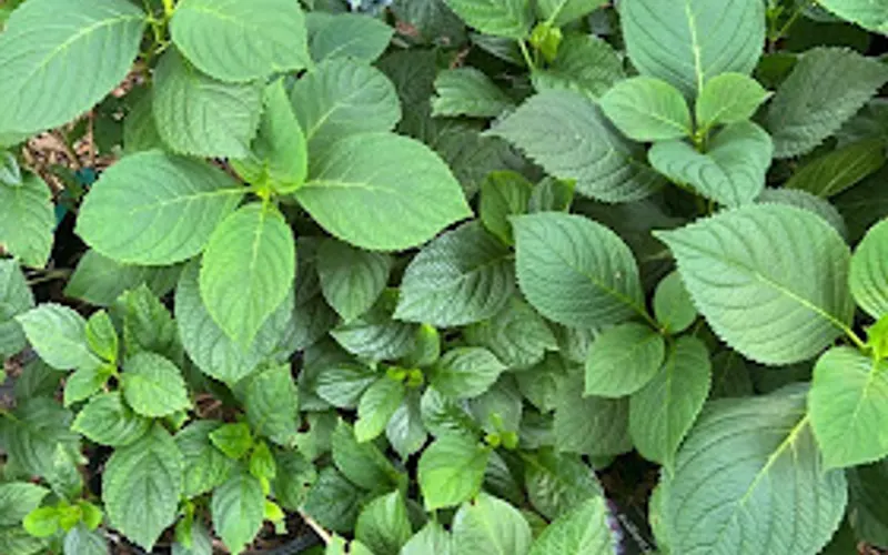 Amity Hill Garden Center — Garden center