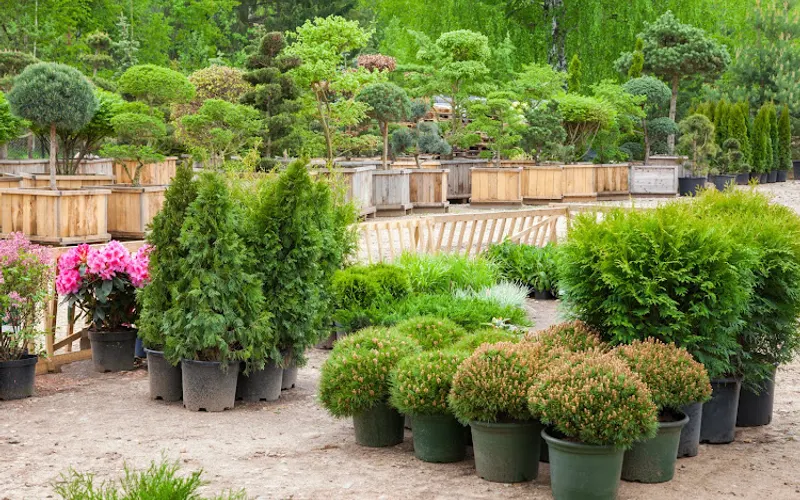 Bay Area Landscape Nursery — Wholesale plant nursery