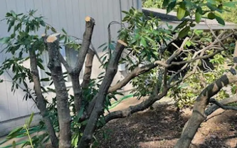 IPM Landscapes LLC — Lawn care service