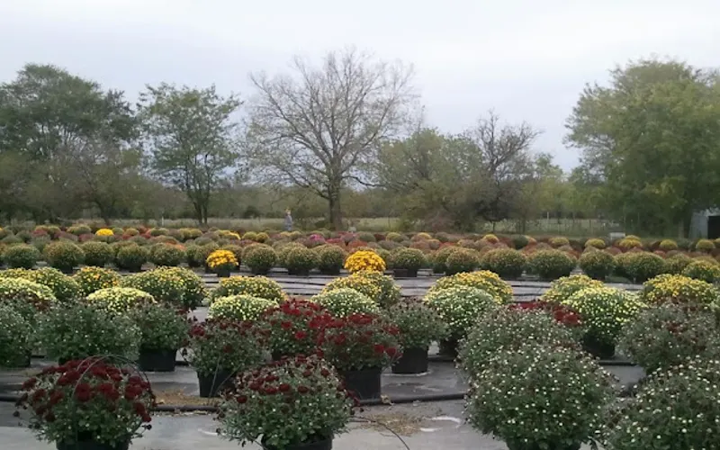 Schneider Mums — Florist
