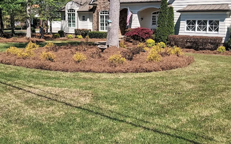 Bam another pinestraw lot Christmas trees — Landscaper