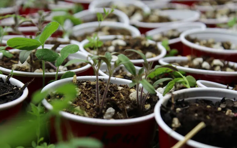 Token Rhyme Gardening — Garden center