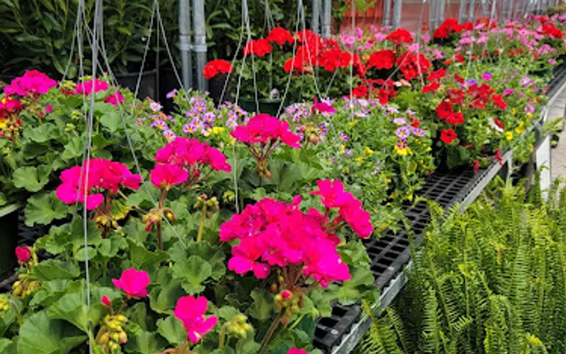 Ultimate Nursery — Plant nursery