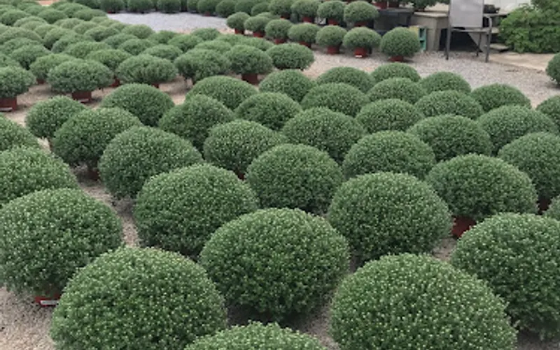 Windy Acres Nursery Inc — Plant nursery