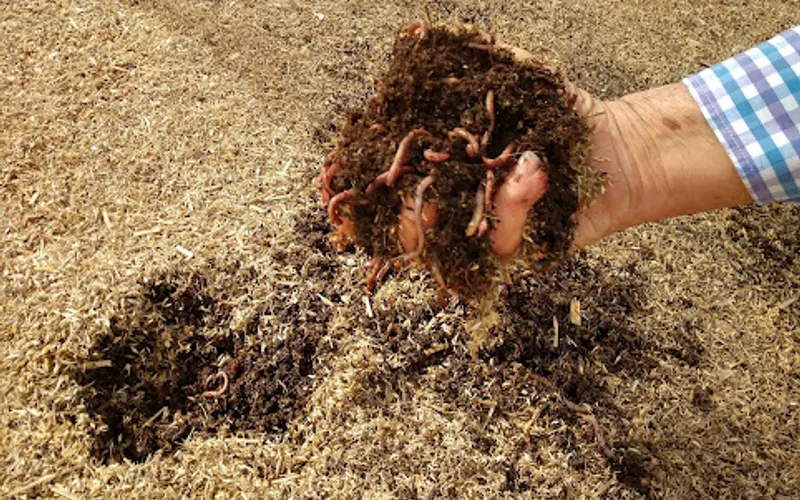Meme’s Worms — Garden center