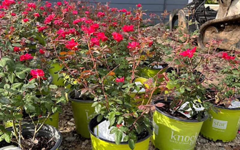 CONROE MULCH SUPPLY — Mulch supplier