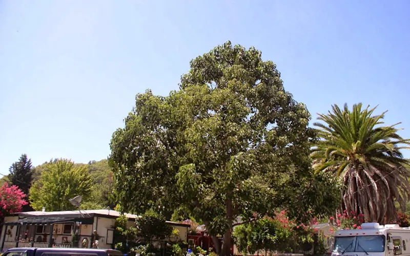 Paulownia Tree Company — Landscaping supply store