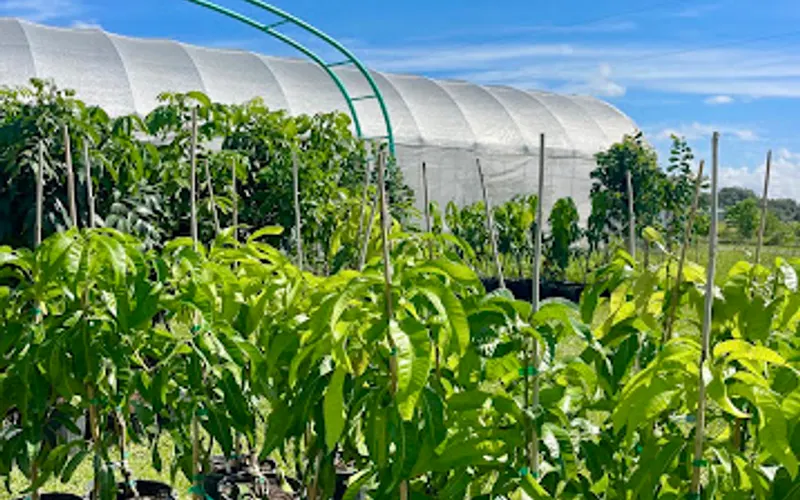 Sow Exotic Nursery — Plant nursery