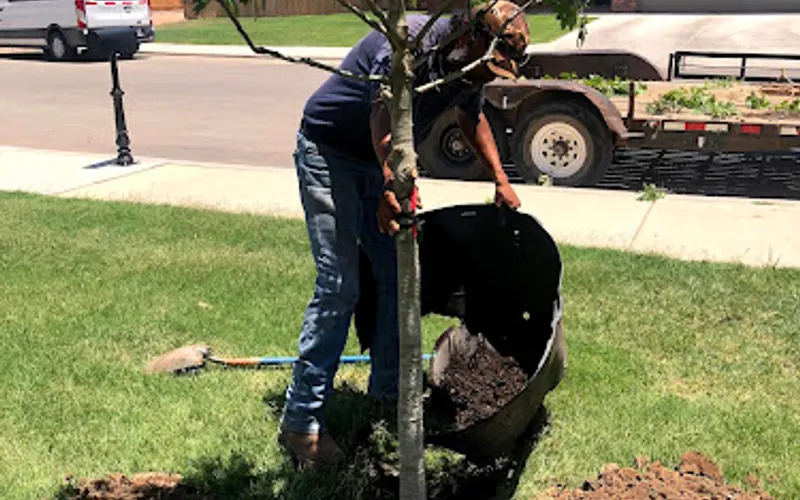 Tom's Tree Place — Plant nursery