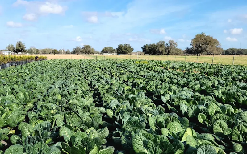 Branch Farms — Wholesaler