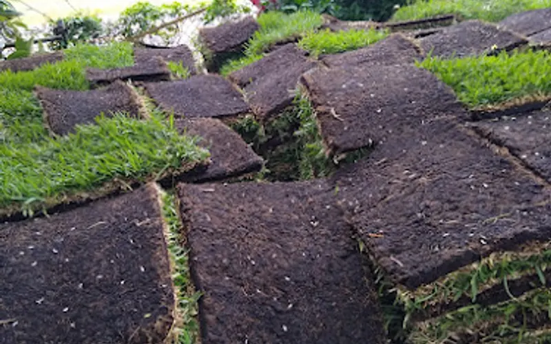 County line Nursery and sodding — Sod supplier