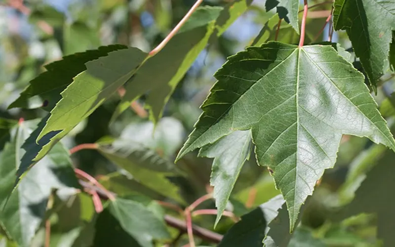 Christensen's Plant Center — Wholesale plant nursery