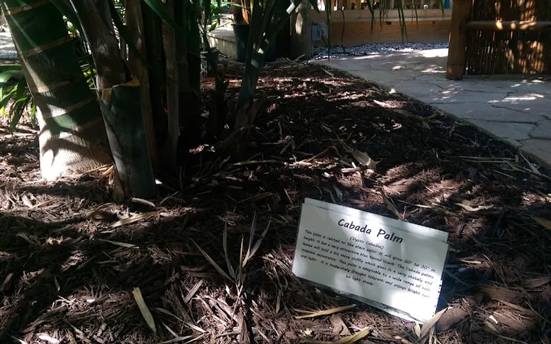 Island Bamboo — Landscaper