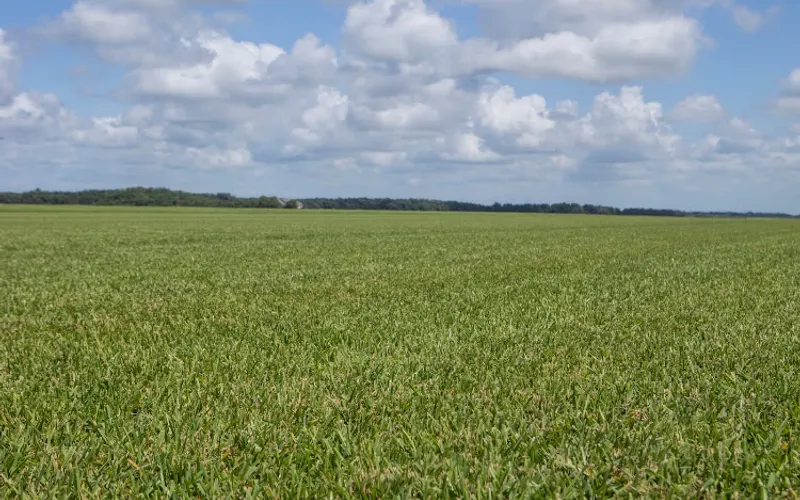 Woerner Farms Bon Secour — Sod supplier