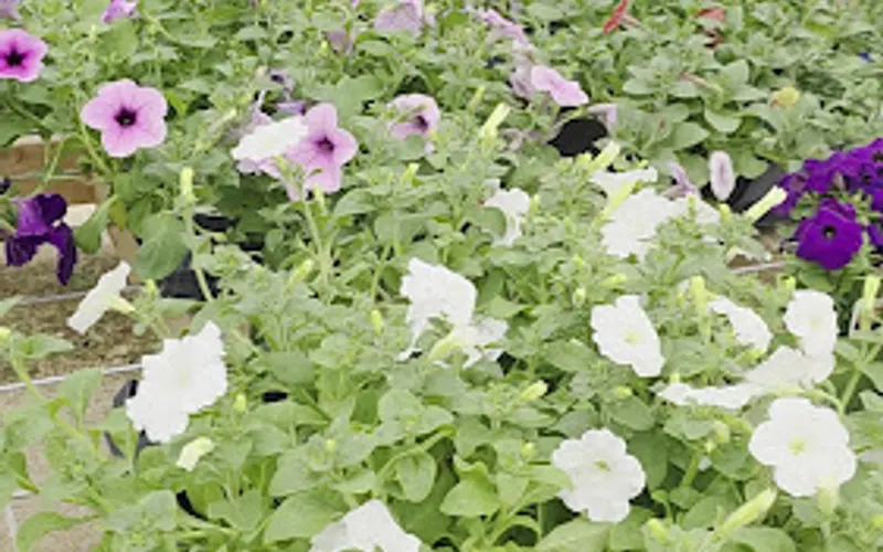 J&J Garden Mart — Garden center