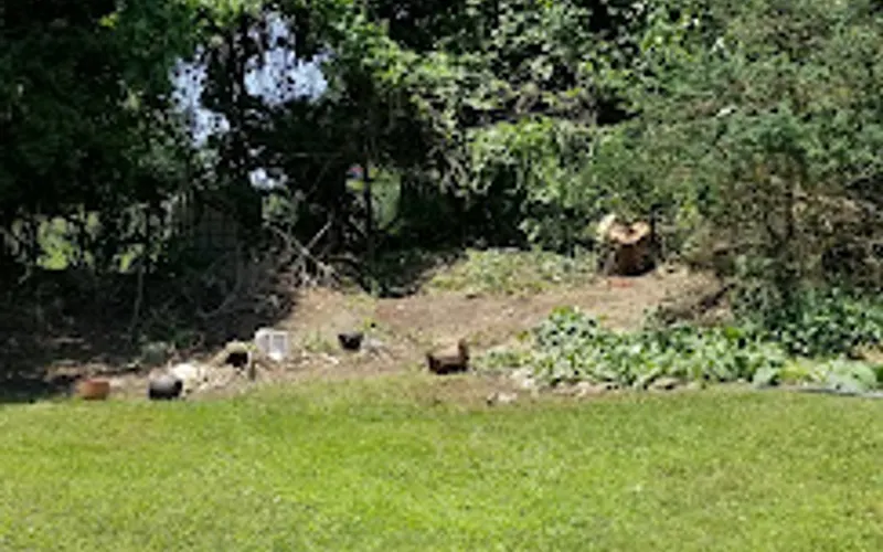 BJ Tree Service — Tree service