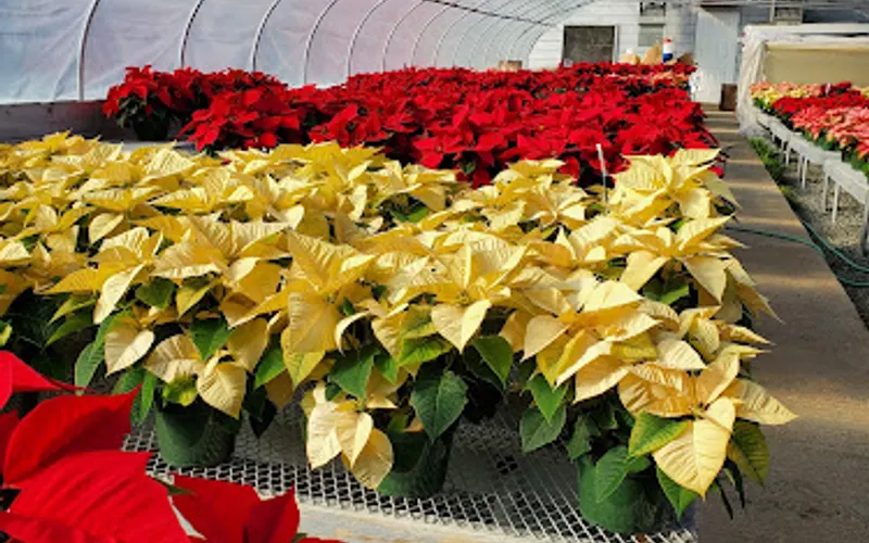 Eltzroth & Thompson Greenhouses — Landscaping supply store