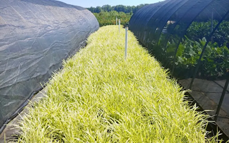 Green Biz Nursery & Landscaping Inc — Landscaper