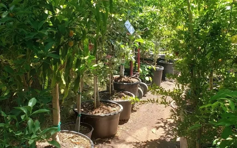 Arizona Fruit Trees — Plant nursery