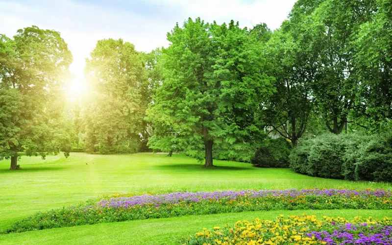 Champions Tree — Tree service