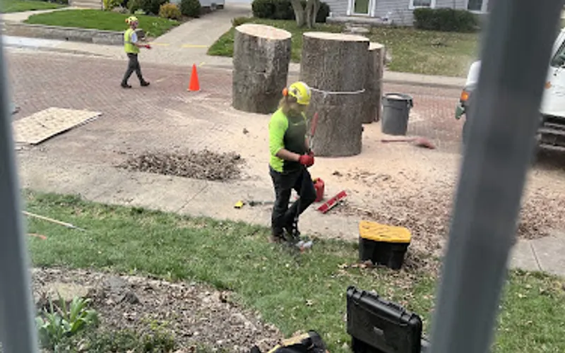 King Tree Specialists Inc — Tree service