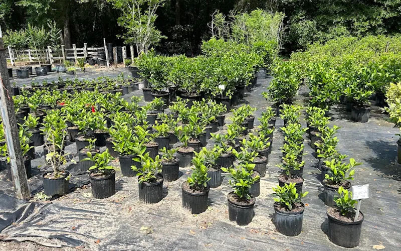 Shamrock's Nursery & Landscaping — Landscape designer
