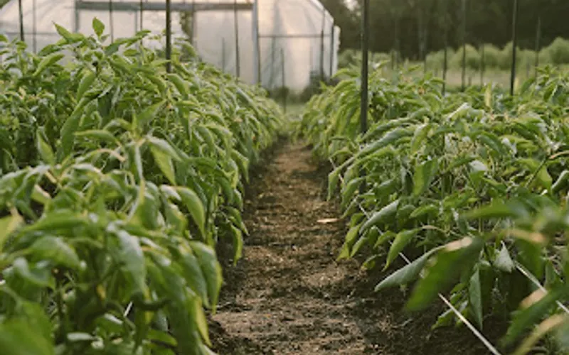 Wilmington Compost Company — Topsoil supplier