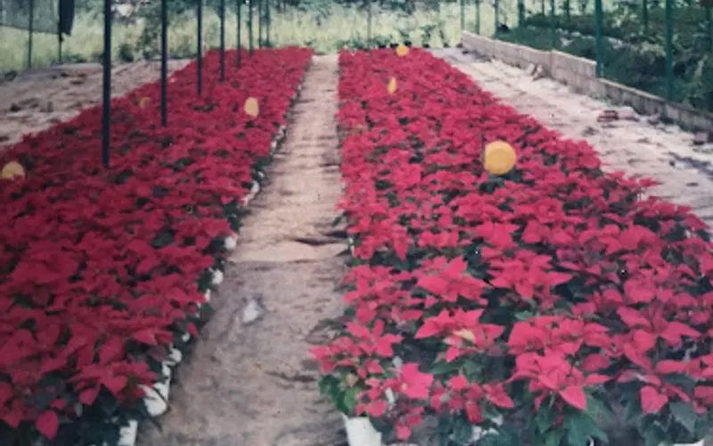 Cypress Nursery #2 — Landscaping supply store