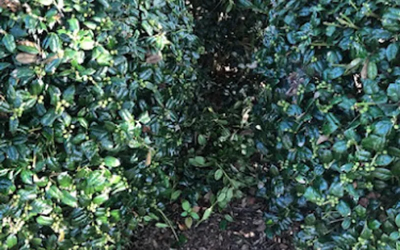 Swim Lawn & Landscape — Landscaping supply store