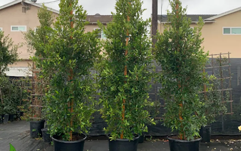 Gateway Nursery — Plant nursery