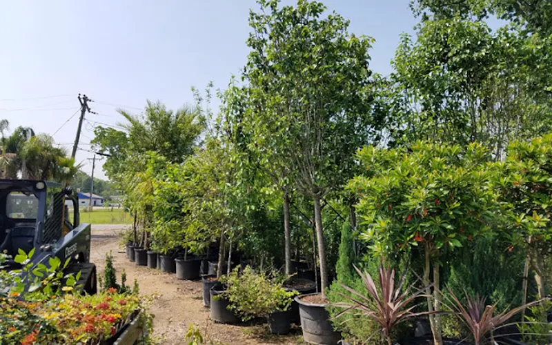 Green Thumb Nursery & Landscaping — Plant nursery