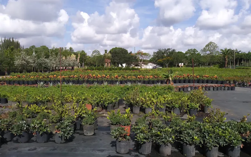 REAL GREEN 23 2/3 CO. — Wholesale plant nursery