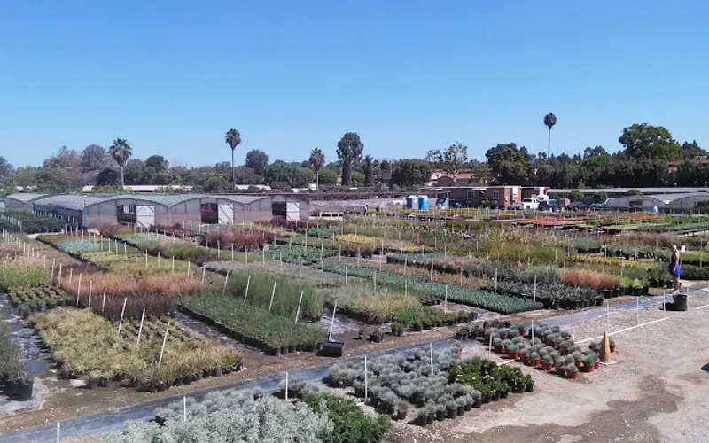 Devil Mountain Wholesale Nursery - San Juan Capistrano — Plant nursery