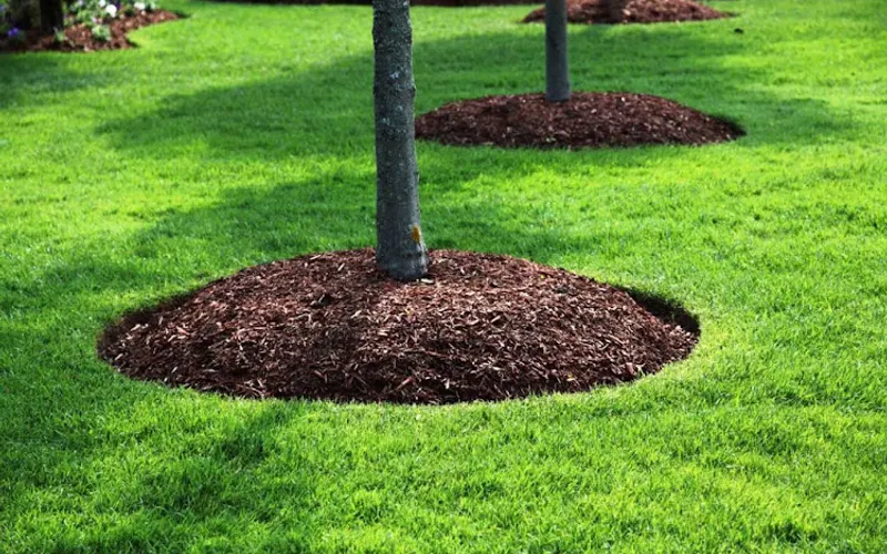 V Pitol Landscaping Inc — Landscaper