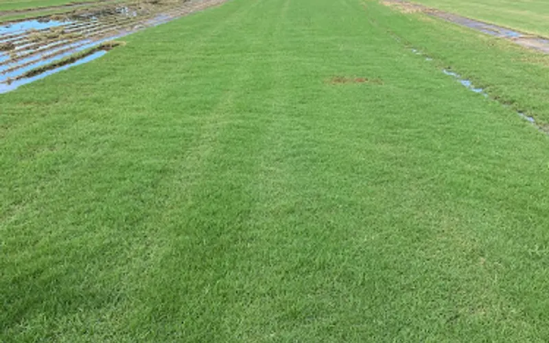 Sod South - Sod Supplier — Sod supplier